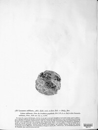 Lecanora subfusca image